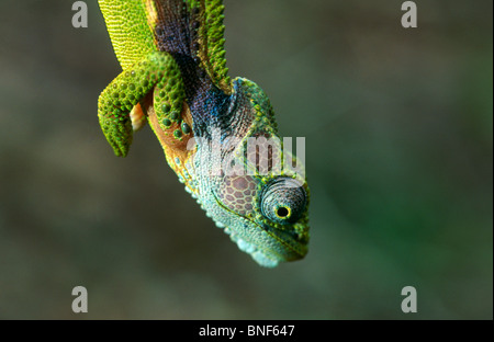 Vista ravvicinata di una nana meridionale Chameleon (Bradypodian ventrale),Tsitsikamma parco nazionale orientale della provincia del Capo Sud Africa Foto Stock
