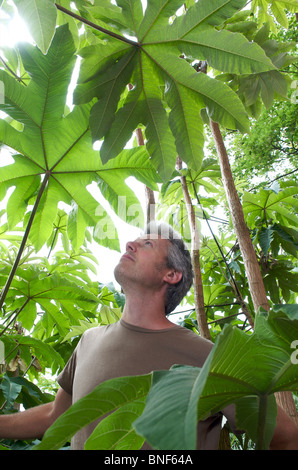Nick Macer a sua Pan-Global vivaio piante, Frampton corte, Glos. Regno Unito Foto Stock