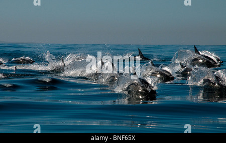 A lungo becco delfino comune (Delphinus capensis) pod in mare, Eastern Cape Province, Sud Africa Foto Stock