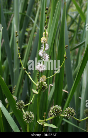 Ramificato Bur-reed Sparganium erectum prese a Martin mera WWT, LANCASHIRE REGNO UNITO Foto Stock