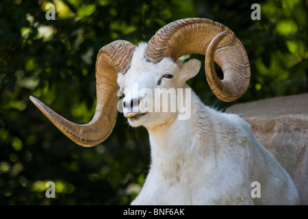 Dall's pecore pecore bianche (ovis dalli), ram con denti prominenti della mascella inferiore Foto Stock