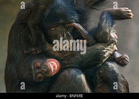 Bonobo, scimpanzé pigmeo (Pan paniscus), un anno vecchio cucciolo è tickeled da sua madre e urlando divertito Foto Stock