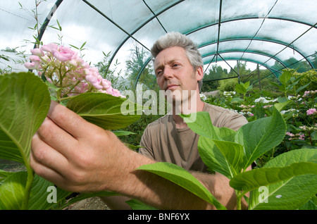 Nick Macer a sua Pan-Global vivaio piante, Frampton corte, Glos. Regno Unito Foto Stock