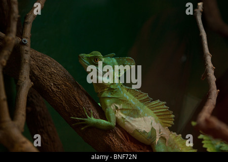 Lizard al Tropical Ali, South Woodham Ferrers Foto Stock