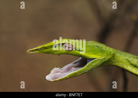 Vite COMUNE SNAKE Ahaetulla nasuta blandamente velenosa, comune. Si trovano in tutta l'India. Luogo- Amboli, Maharashtra, India