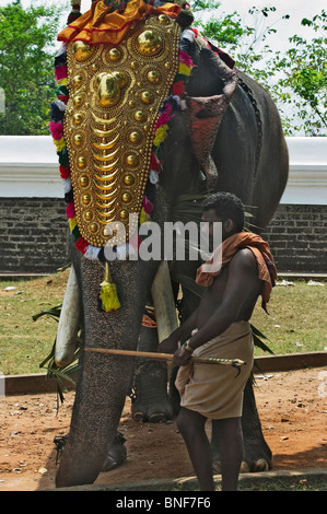 India Kerala Thrissur un imbrigliato elefante per la Pooram Festival di elefante Foto Stock