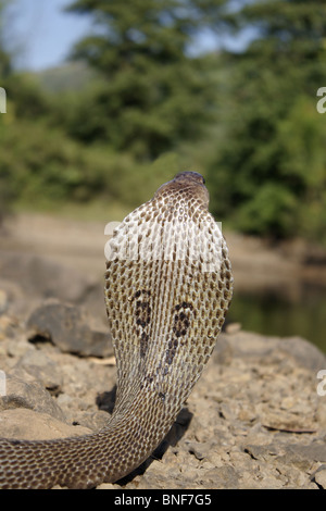 SPECTACLED COBRA. Naja naja. Velenosa, comune. Specie di serpenti velenosi nativo per il subcontinente indiano. Foto Stock