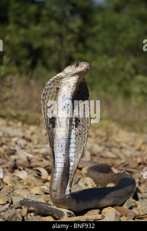 SPECTACLED COBRA. Naja naja. Velenosa, comune. Naja naja è una specie di serpente velenoso nativo per il subcontinente indiano. Foto Stock