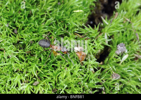 Southern red wood ant (formica rufa) passeggiate sul muschio Foto Stock