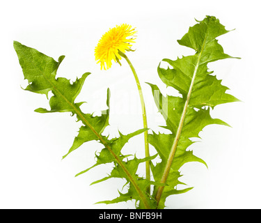 Taraxacum officinale, Tarassaco. Fiori in studio contro uno sfondo bianco. Foto Stock