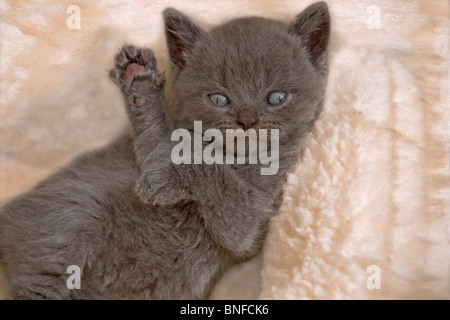 A quattro settimane di età blu britannico gattino sdraiato sulla schiena guardando verso la telecamera e dando un "High Five" Foto Stock