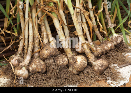 Cresciuto in casa di essiccazione di aglio Foto Stock