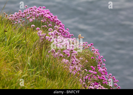 La parsimonia fioritura sul clifftops costiera Foto Stock