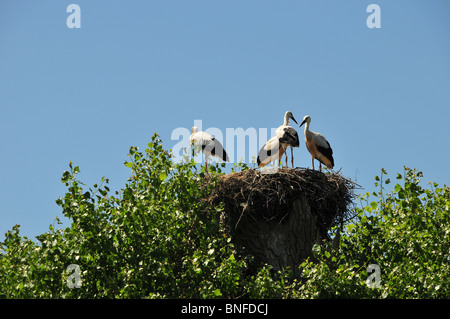Una famiglia di cicogne con il loro nido - immagine presa a Sluis, nella regione di Zeeland di South Western Holland Foto Stock