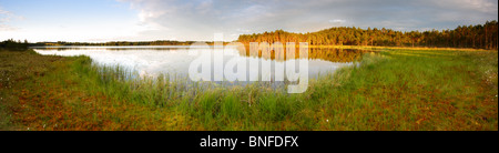 Panoramica del lago della torbiera. Lago Kirikumäe in Kirikumäe, Võrumaa, Estonia, l'Europa. Luglio 2010 Foto Stock