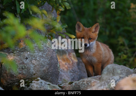 Rosso giovane volpe (Vulpes vulpes) Foto Stock