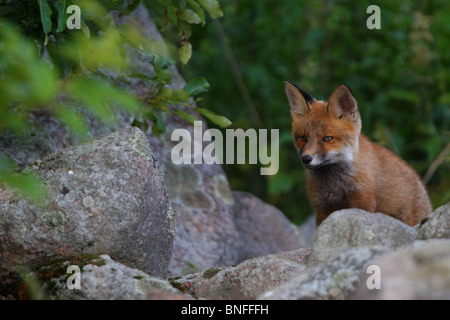 Red Fox Cub (Vulpes vulpes vulpes). Estate 2010 Foto Stock