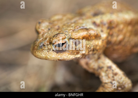 Il rospo comune (Bufo bufo) Foto Stock