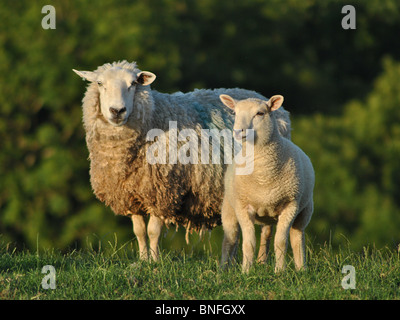 Pecore in un campo nel Marshwood Vale, Dorset, Inghilterra Foto Stock