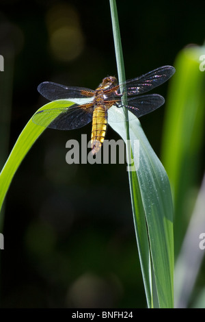 Ampio femmina corposo chaser (Libellula depressa) dragonfly Foto Stock