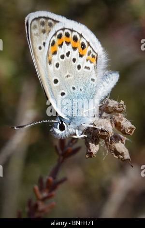 Maschio-argento studded blue butterfly (Plebeius argus) sulla brughiera. Foto Stock