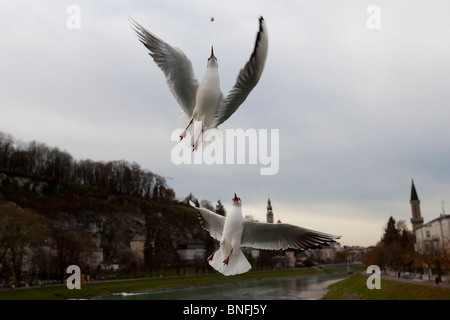 A testa nera (gabbiano Chroicocephalus ridibundus), gregge rincorrere il cibo gettato da un turista. Foto Stock