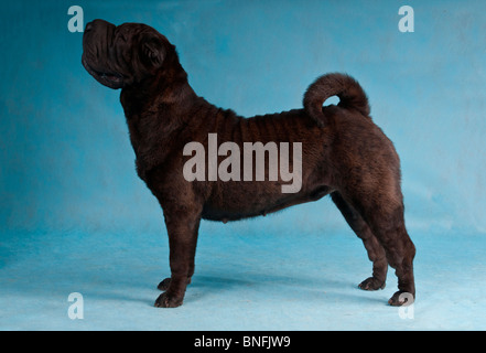 Shar-Pei Dog Show Stack su sfondo blu Foto Stock
