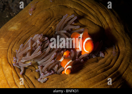 False Clown Anemonefish (Amphiprion ocellaris) nel magnifico mare (Anemone Heteractis magnifica). Foto Stock