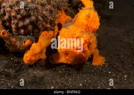 Rana pescatrice presenta verrucosa (Antennarius maculatus), arancione adulto e bambino togethe Foto Stock
