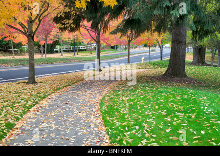 Strada alberata in autunno a colori. Tualitin, Oregon Foto Stock