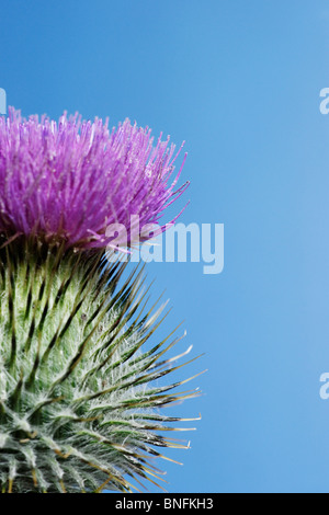 Il cotone Thistle. Onopordon acanthium. Foto Stock