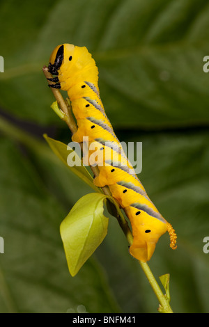 La morte la testa Hawk-moth larva, final instar forma giallo (C) Foto Stock