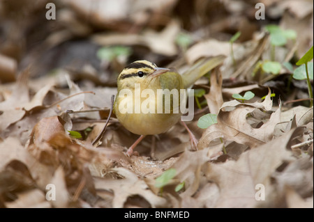 Maschio adulto Worm-eating trillo rovistando nella figliata di foglia Foto Stock