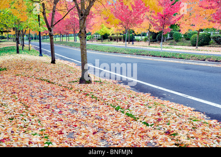 Strada alberata in autunno a colori. Tualitin, Oregon Foto Stock