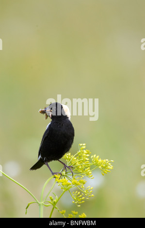 Maschio adulto Bobolink arroccato con insetti nel becco Foto Stock