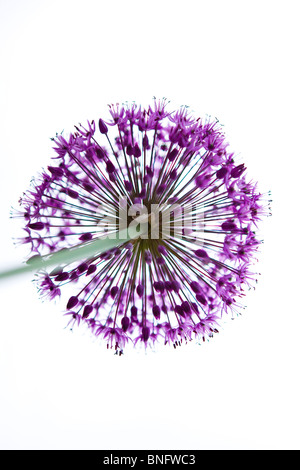 Un viola allium capolino, girato da sotto Foto Stock