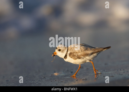 Tubazioni per adulti Plover alimentare sulla spiaggia all'alba Foto Stock