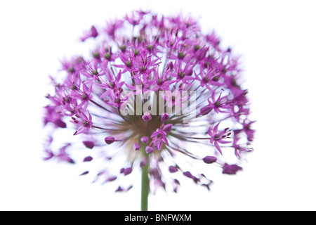 Un viola allium capolino, close up Foto Stock