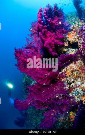 Scuba Diver osservando colorata foresta gorgonia, Isola di Korcula, Croazia Foto Stock