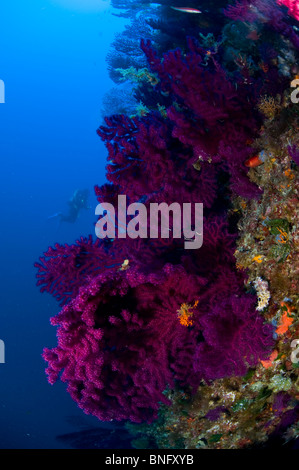 Scuba Diver osservando colorata foresta gorgonia, Isola di Korcula, Croazia Foto Stock