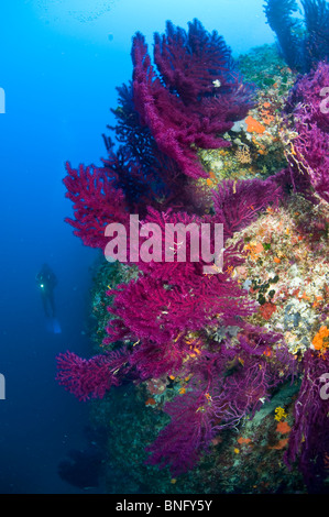 Scuba Diver osservando colorata foresta gorgonia, Isola di Korcula, Croazia Foto Stock