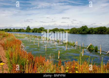 Canneti a attenborough riserva naturale nottingham Foto Stock