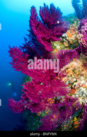 Scuba Diver osservando colorata foresta gorgonia, Isola di Korcula, Croazia Foto Stock