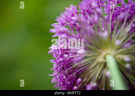 Un viola allium capolino, girato da sotto Foto Stock