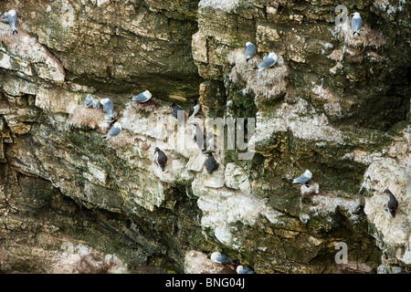 Razorbills, ricoperte di nidi di gabbiani scogliera a Flamborough Foto Stock