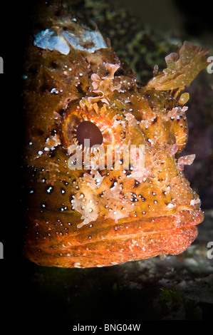 Scorfani, Isola di Korcula, Croazia, Mediterranea Foto Stock