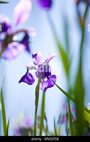 Un iris viola fiore con foglie verdi Foto Stock