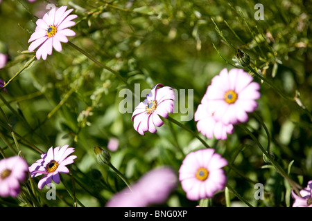Margherite viola Foto Stock