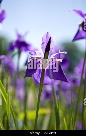 Un iris viola fiore con foglie verdi Foto Stock