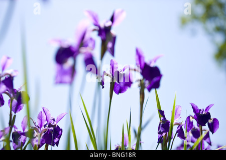 Viola iride fiori contro il cielo blu Foto Stock